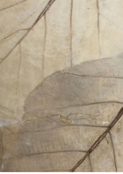 Teak Leaves - Liberties Papers