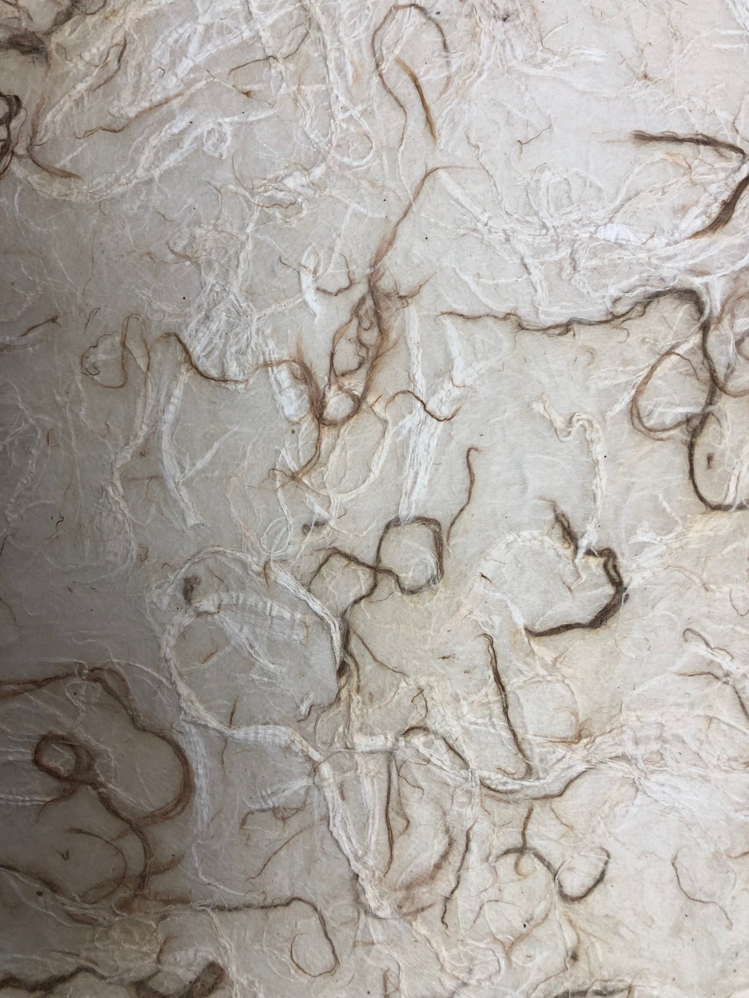 Thai Mulberry Wild Tissue