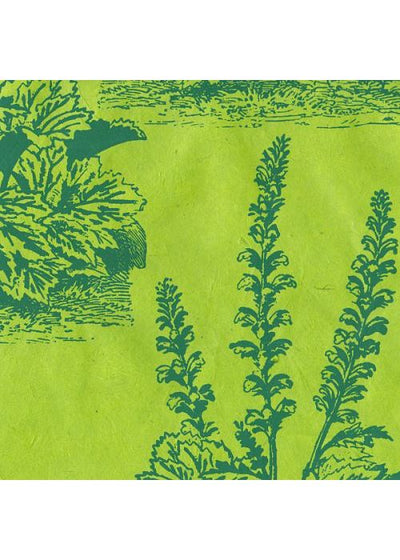 Nepalese Acanthus