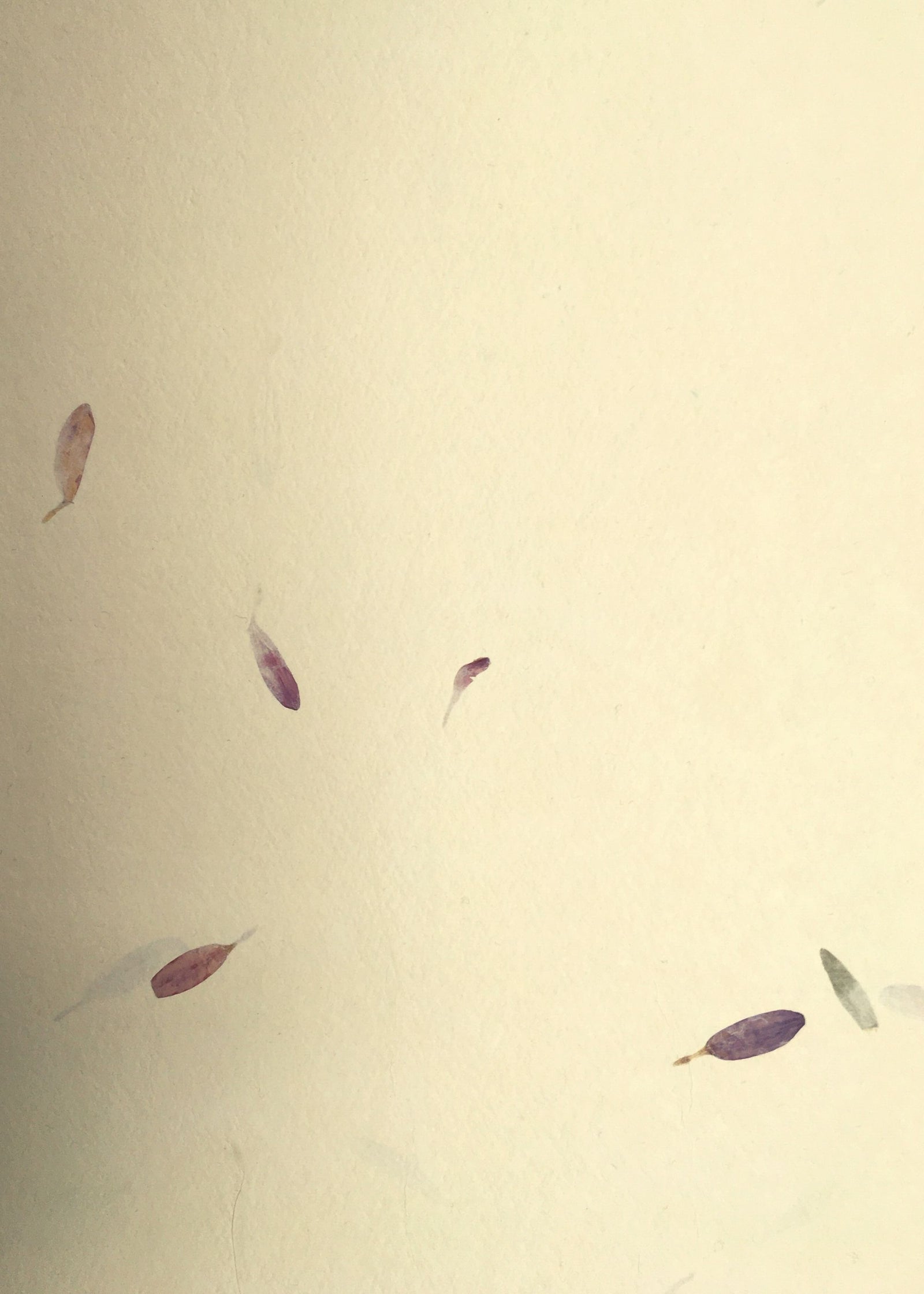 Indian Cotton Aster Petal Card - Liberties Papers