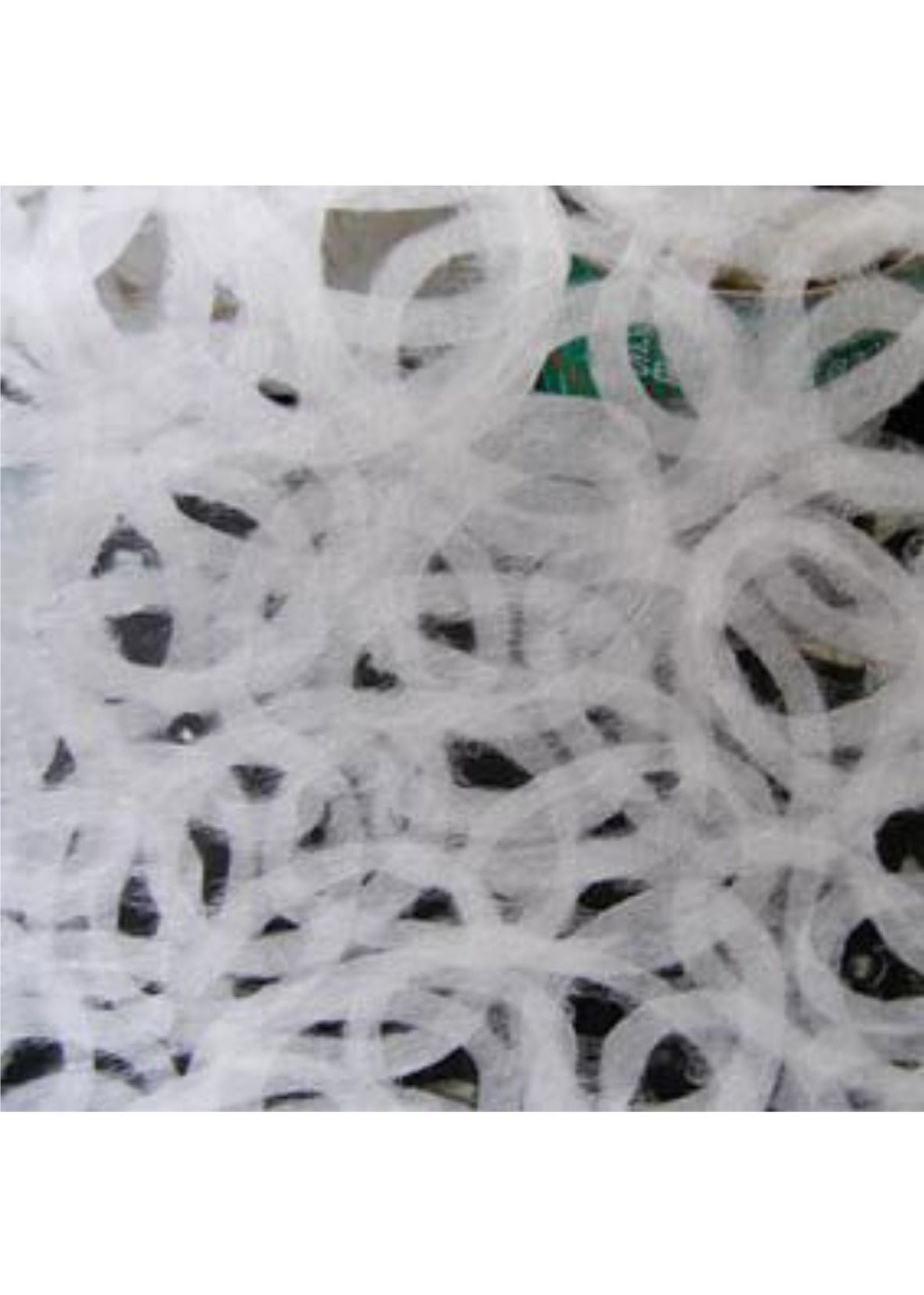 Thai Ocellus - Liberties Papers